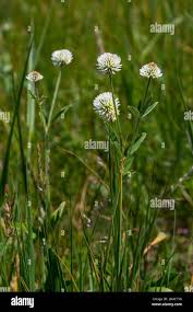 Attēlu rezultāti vaicājumam “Trifolium montanum leaf”