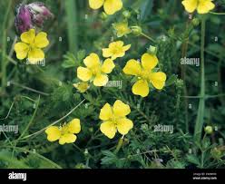 Attēlu rezultāti vaicājumam “Potentilla erecta flower”
