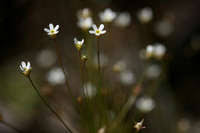 Attēlu rezultāti vaicājumam “Androsace septentrionalis fruit”