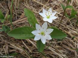 Attēlu rezultāti vaicājumam “Trientalis europaea fruit”