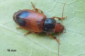 Attēlu rezultāti vaicājumam “Diachromus germanus”