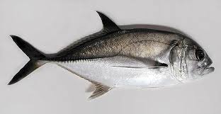 Image result for Caranx latus