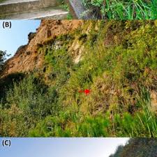 Attēlu rezultāti vaicājumam “Philonotis marchica macro”
