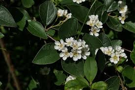 Attēlu rezultāti vaicājumam “Cotoneaster multiflorus leaf”