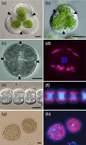 Attēlu rezultāti vaicājumam “Blasia pusilla sporophyte”