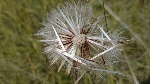 Attēlu rezultāti vaicājumam “Hypochaeris maculata flower”