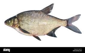 Image result for Abramis brama