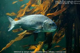 Image result for Rhabdosargus holubi