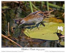 Image result for Porzana pusilla