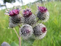 Attēlu rezultāti vaicājumam “Arctium tomentosum flower”