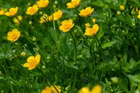 Attēlu rezultāti vaicājumam “Ranunculus repens leaf”