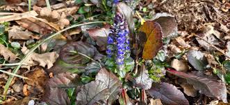 Attēlu rezultāti vaicājumam “Ajuga reptans leaf”