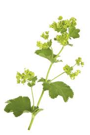 Image result for Frauenmantel