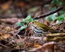 Image result for Seiurus aurocapilla