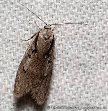 Attēlu rezultāti vaicājumam “Semioscopis avellanella imago”