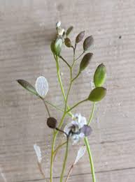 Attēlu rezultāti vaicājumam “Erophila verna leaf”