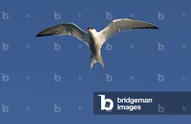 Attēlu rezultāti vaicājumam “Sterna hirundo”