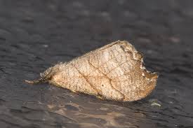 Attēlu rezultāti vaicājumam “Falcaria lacertinaria”