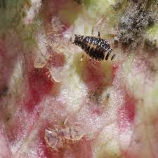 Attēlu rezultāti vaicājumam “Thecabius affinis”