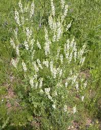 Attēlu rezultāti vaicājumam “Melilotus albus”