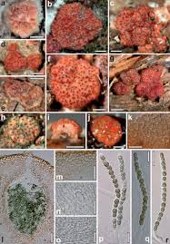 Attēlu rezultāti vaicājumam “Hypocrea rufa”