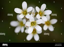 Attēlu rezultāti vaicājumam “Saxifraga granulata flower”