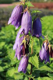 Image result for Glockenblumen