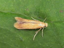 Attēlu rezultāti vaicājumam “Tischeriidae”