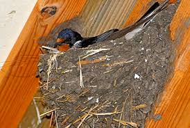 Attēlu rezultāti vaicājumam “Hirundo rustica nest”