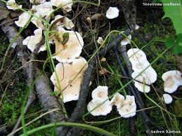 Attēlu rezultāti vaicājumam “Sistotrema confluens”