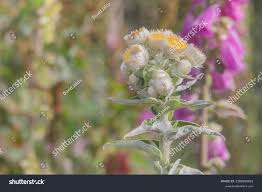 Image result for Helichrysum foetidum
