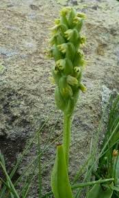 Attēlu rezultāti vaicājumam “Herminium monorchis fruit”