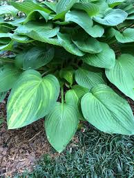 Attēlu rezultāti vaicājumam “Hosta sp. leaf”