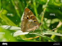 Attēlu rezultāti vaicājumam “Apatura ilia male”