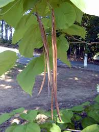 Attēlu rezultāti vaicājumam “Catalpa ovata fruit”