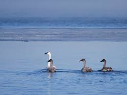 Attēlu rezultāti vaicājumam “Cygnus cygnus juvenile”