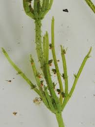 Attēlu rezultāti vaicājumam “Chara intermedia”