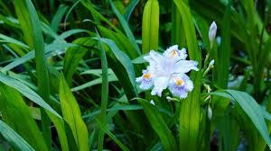 Attēlu rezultāti vaicājumam “Iridaceae”