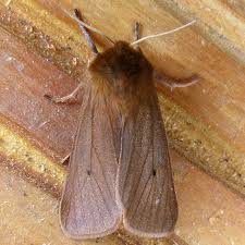 Attēlu rezultāti vaicājumam “Phragmatobia fuliginosa imago”