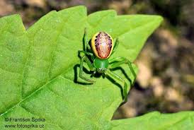 Attēlu rezultāti vaicājumam “Diaea dorsata”
