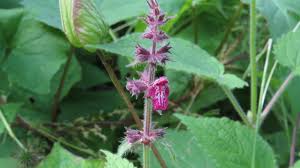 Attēlu rezultāti vaicājumam “Stachys sylvatica bud”