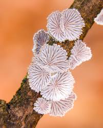 Attēlu rezultāti vaicājumam “Comatricha fragilis macro”