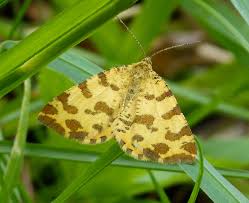 Attēlu rezultāti vaicājumam “Pseudopanthera macularia”