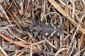 Attēlu rezultāti vaicājumam “Cicindela sylvatica”