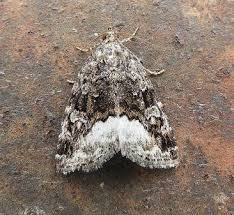 Attēlu rezultāti vaicājumam “Protodeltote pygarga”