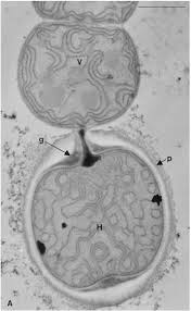 Attēlu rezultāti vaicājumam “Nostoc commune cells”