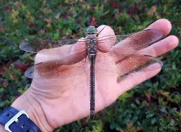 Attēlu rezultāti vaicājumam “Anax parthenope”