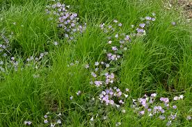 Attēlu rezultāti vaicājumam “Carex x bakkeriana”
