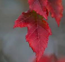 Attēlu rezultāti vaicājumam “Acer tataricum subsp. ginnala”
