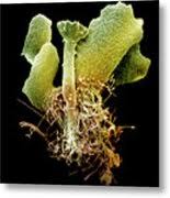 Attēlu rezultāti vaicājumam “Philonotis sporophyte”